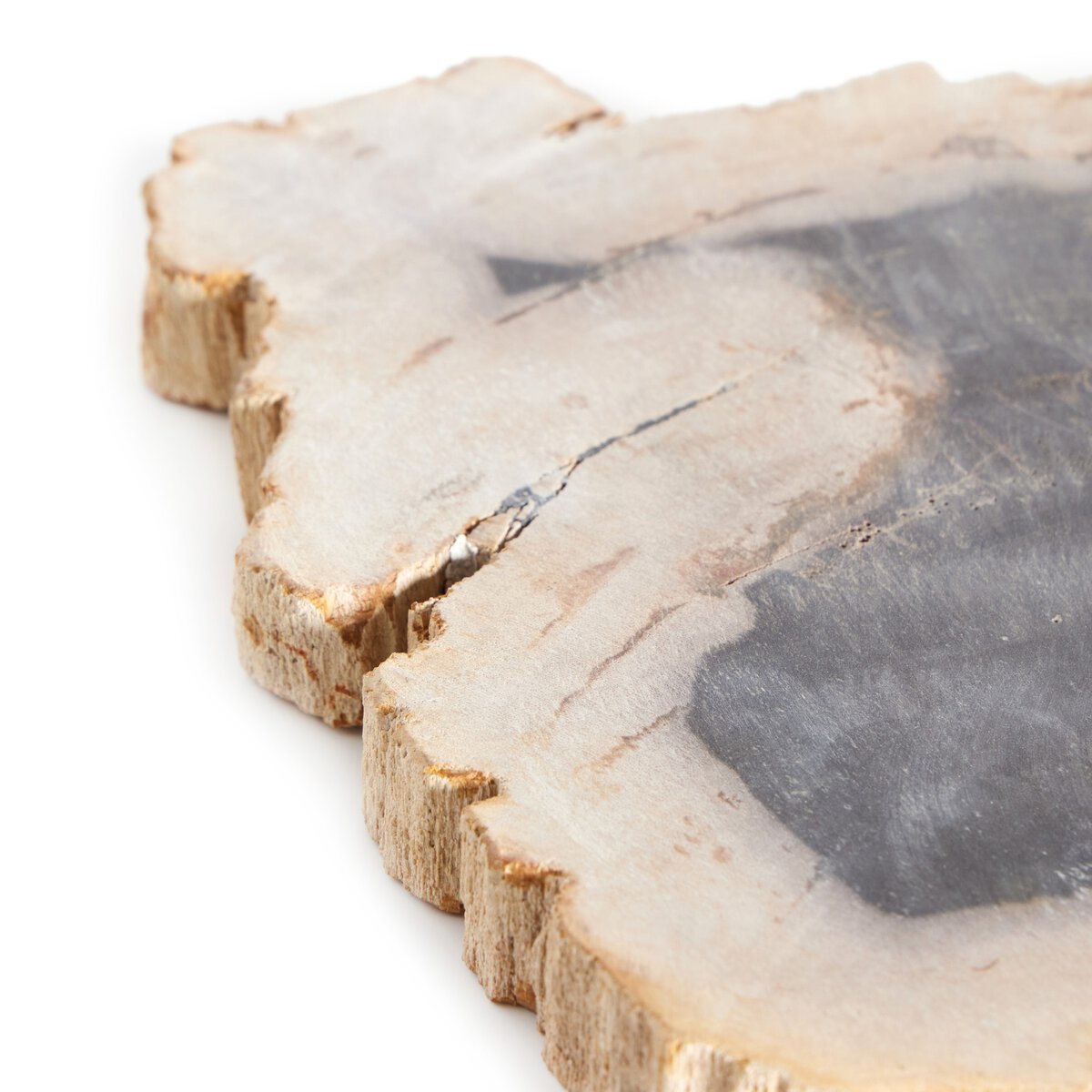Petrified Wood Slab - Kings Fine Art & Decor
