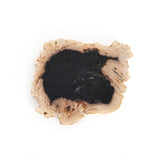 Petrified Wood Slab - Kings Fine Art & Decor