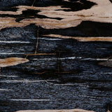 Petrified Wood Knot - Kings Fine Art & Decor