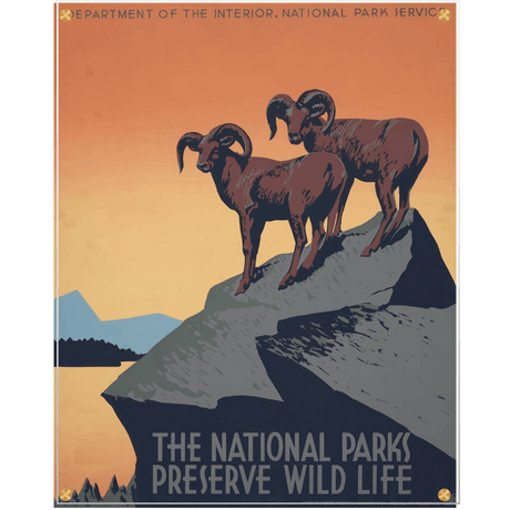 National Parks Sheep