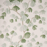 weeping-pine-5008332