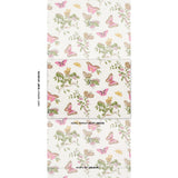 baudin-butterfly-5010690-1