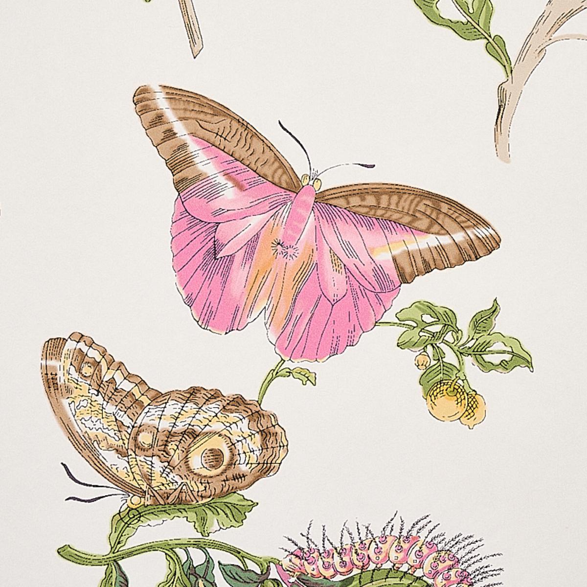 baudin-butterfly-5010690-2