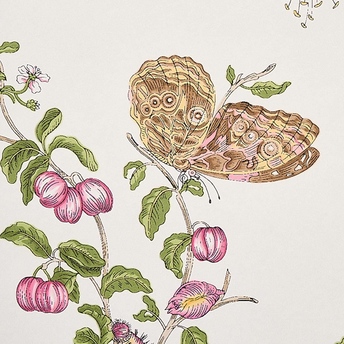 baudin-butterfly-5010690-3