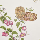 baudin-butterfly-5010690-3