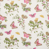 baudin-butterfly-5010690