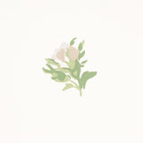 margie-floral-5014741-3