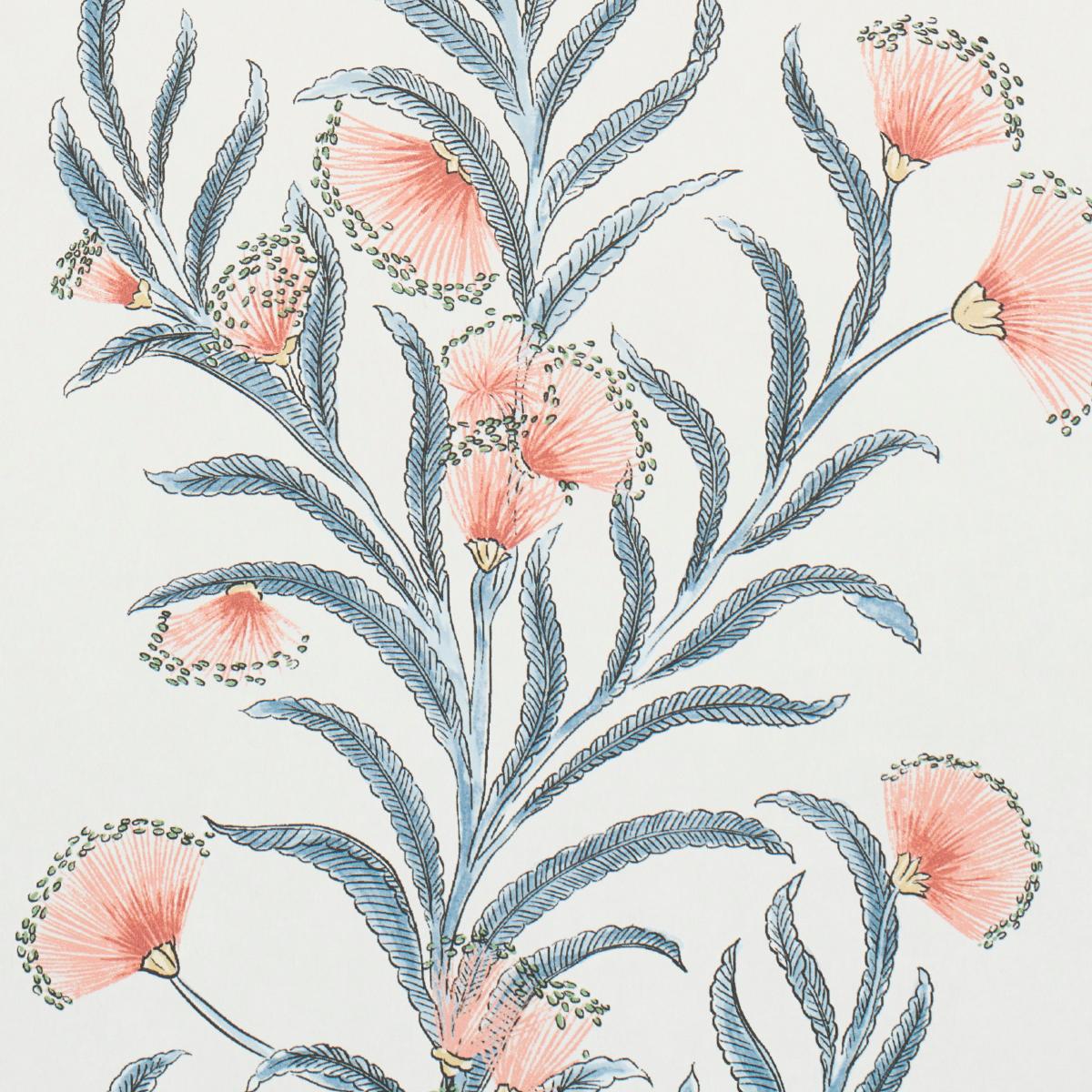 tasmanian-mimosa-5015360-2