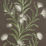 tasmanian-mimosa-5015361-2
