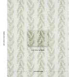tasmanian-mimosa-5015362-1