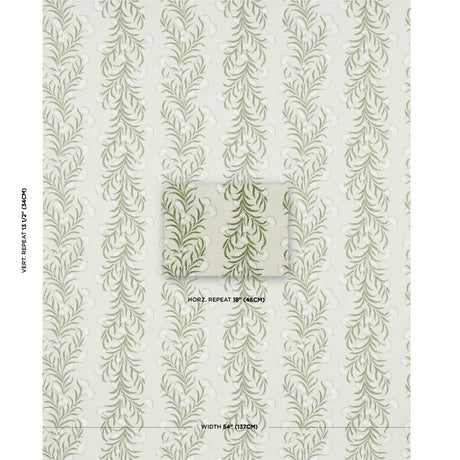 tasmanian-mimosa-5015362-1