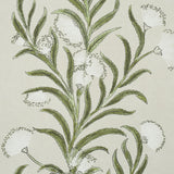 tasmanian-mimosa-5015362-2