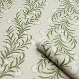 tasmanian-mimosa-5015362-3
