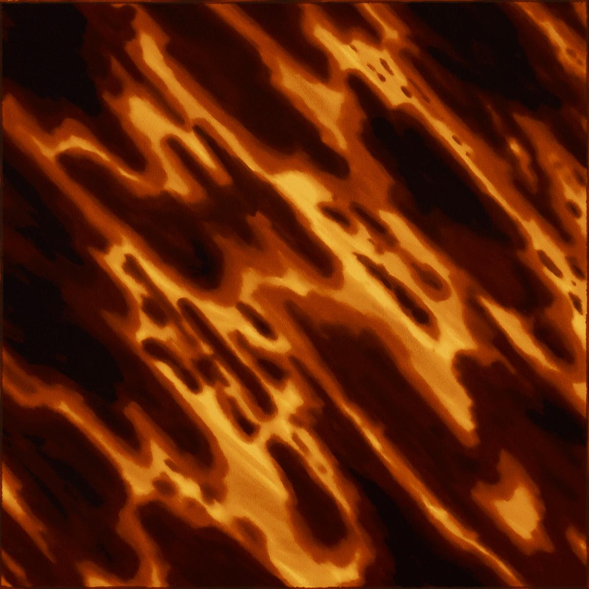 tortoise-shell-5015370-2