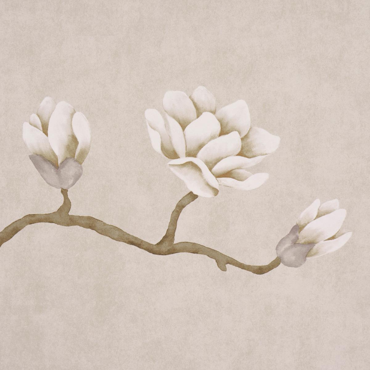 magnolia-tree-5016931-2