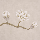 magnolia-tree-5016931-2
