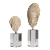 Oyster Shell Sculptures, S/2 - Kings Fine Art & Decor
