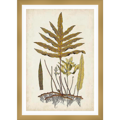 This vintage botanical illustration showcases a detailed depiction of a fern, featuring intricate leaf structures and root systems. The artwork exudes a natural, scientific aesthetic, perfect for adding a touch of botanical charm to any space.