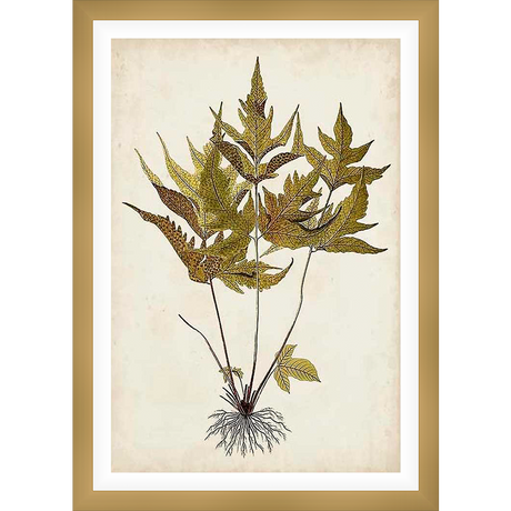 A botanical print showcasing a detailed illustration of a fern plant, featuring intricately drawn leaves and roots. This artwork is rendered in a vintage style, perfect for adding a touch of natural elegance to any space.