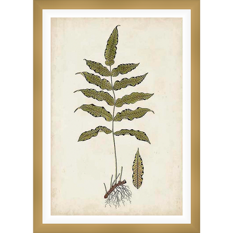 This botanical illustration depicts a detailed drawing of a fern frond, showcasing the plant's intricate structure from its roots to the delicate leaves. Printed on aged paper, the artwork has a vintage appeal, making it a great addition to any botanical-themed decor.