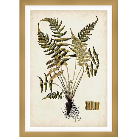 An antique botanical illustration showcasing a detailed fern plant. This classic piece features delicate fronds, a visible root system, and a historical aesthetic, perfect for adding a touch of vintage charm to any space.
