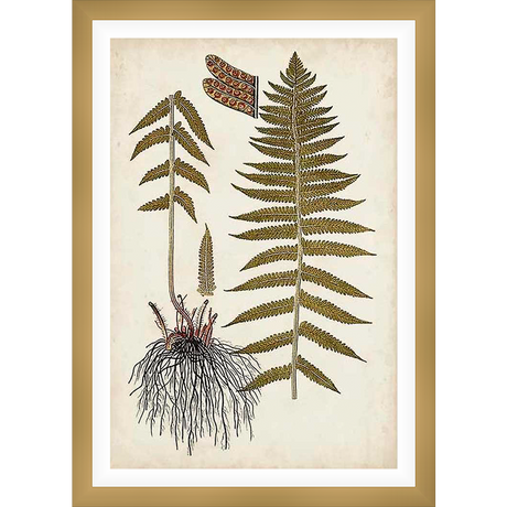 This botanical print features a detailed illustration of a fern plant, showcasing its intricate fronds, roots, and reproductive structures. The artwork has a vintage aesthetic.