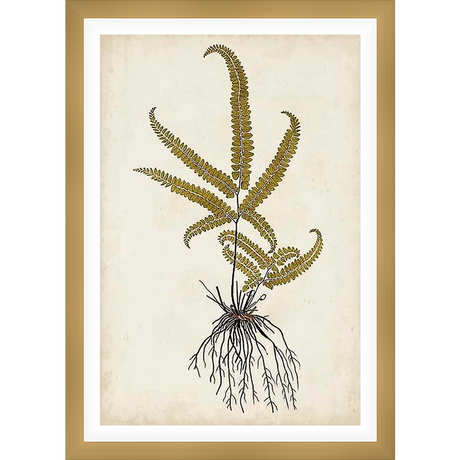 A botanical illustration of a fern features detailed fronds, a central stem, and intricate root structure. Perfect for adding a touch of nature to any space.