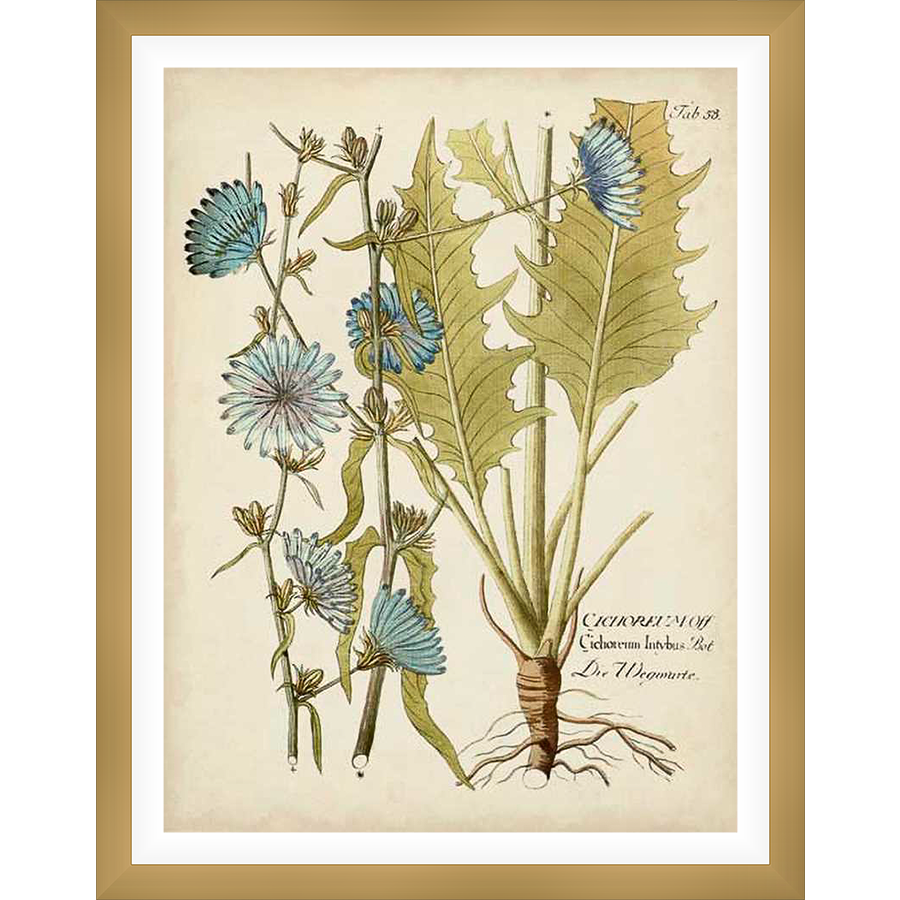 This botanical illustration depicts a detailed rendering of a plant, showcasing its roots, stems, leaves, and delicate blue flowers. The artwork showcases intricate details with artistic shading and annotations. Perfect for adding a touch of natural beauty to any interior space.