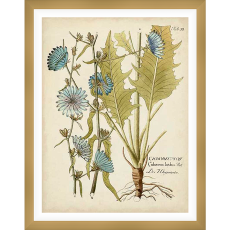 This botanical illustration depicts a detailed rendering of a plant, showcasing its roots, stems, leaves, and delicate blue flowers. The artwork showcases intricate details with artistic shading and annotations. Perfect for adding a touch of natural beauty to any interior space.