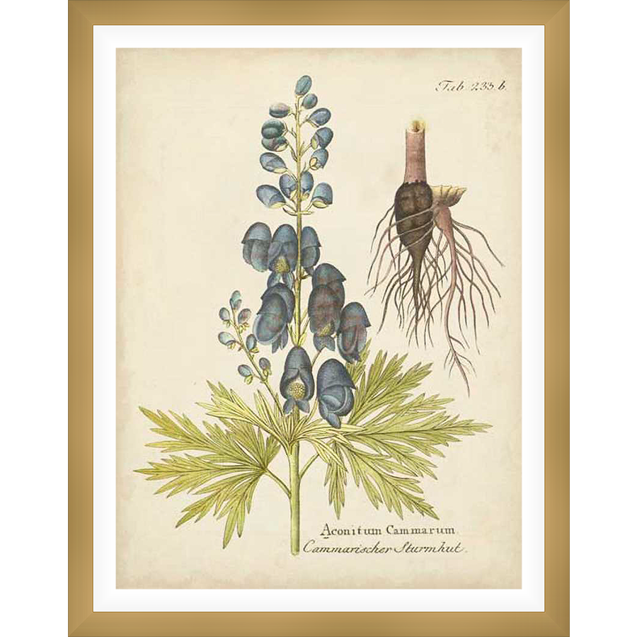 A botanical illustration of Aconitum Cammarum, also known as Monkshood, showcases the plant's distinctive blue-purple flowers, delicate leaves, and root system, rendered in a classic vintage style.