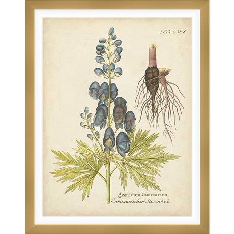 A botanical illustration of Aconitum Cammarum, also known as Monkshood, showcases the plant's distinctive blue-purple flowers, delicate leaves, and root system, rendered in a classic vintage style.