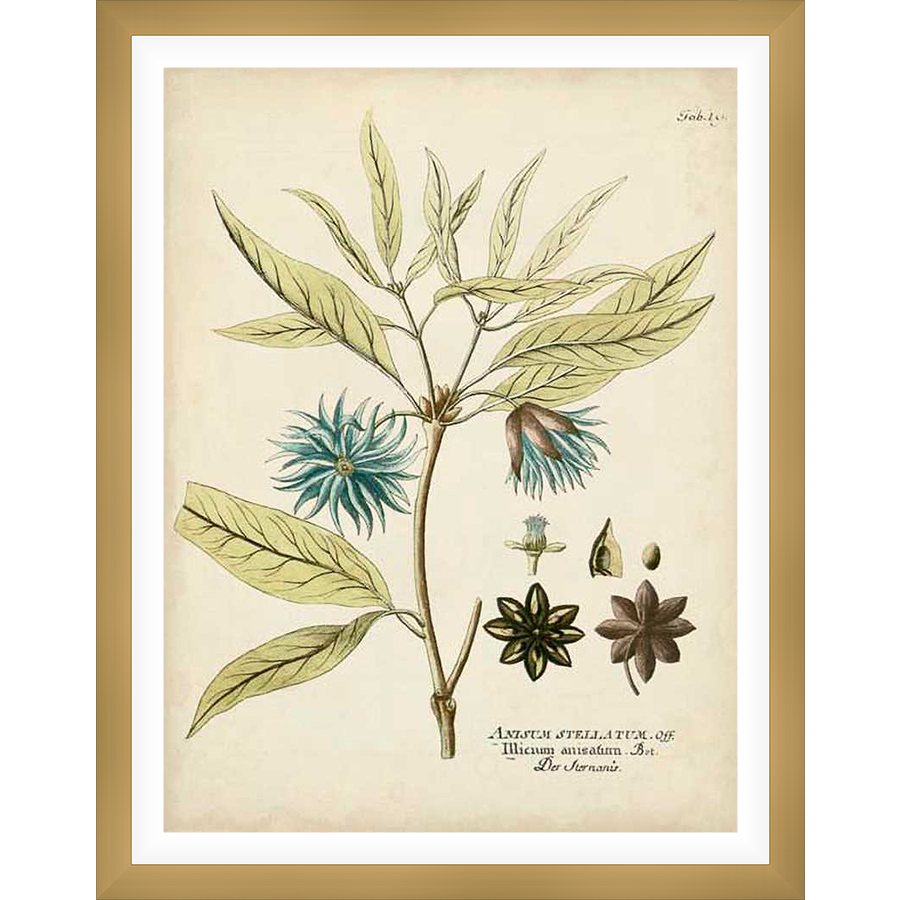 A vintage botanical illustration showcases an anise plant in exquisite detail. The artwork features delicate leaves, vibrant blue flowers, and the distinctive star anise pods, capturing the plant's beauty and structure.