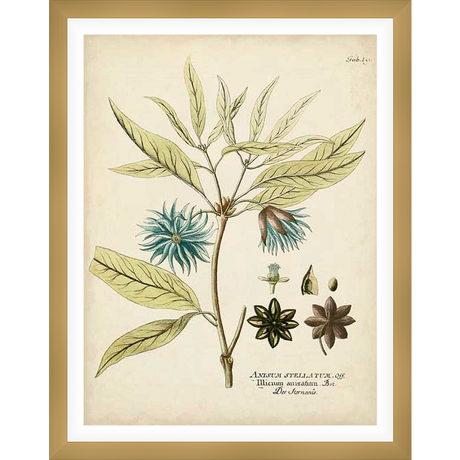 A vintage botanical illustration showcases an anise plant in exquisite detail. The artwork features delicate leaves, vibrant blue flowers, and the distinctive star anise pods, capturing the plant's beauty and structure.