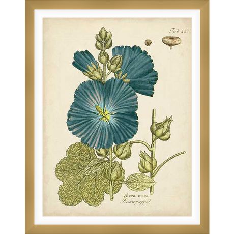 A vintage botanical illustration of Alcea rosea, also known as Hollyhock, showcases detailed depictions of the flower, buds, and leaves against a cream background. This high-quality print evokes a sense of classic elegance and natural beauty.