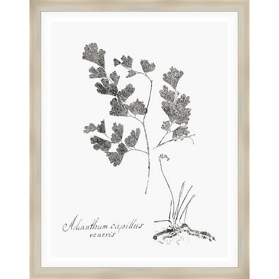 A botanical print of a delicate plant with detailed leaves and stems is beautifully presented. The artwork features the botanical name "Adianthum capillus veneris". This fine art print is a perfect addition to any home, bringing a touch of nature and elegance to your space.