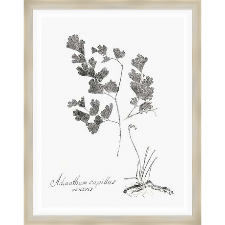 A botanical print of a delicate plant with detailed leaves and stems is beautifully presented. The artwork features the botanical name "Adianthum capillus veneris". This fine art print is a perfect addition to any home, bringing a touch of nature and elegance to your space.