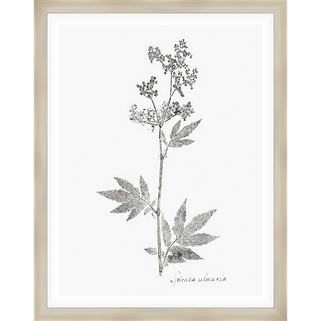 This elegant botanical print showcases a detailed illustration of Filipendula ulmaria, also known as meadowsweet. The artwork features the delicate structure of the plant, rendered in a timeless black and white style, adding a touch of natural beauty to any interior.