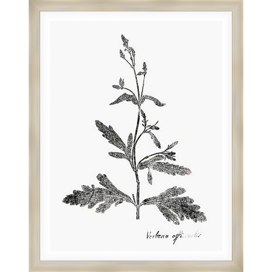 A botanical print depicting a detailed drawing of a verbena plant. The artwork is presented with a vintage aesthetic, highlighting the delicate leaves and stem structures. Ideal for adding a touch of natural elegance to any room.