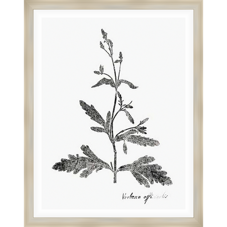 A botanical print depicting a detailed drawing of a verbena plant. The artwork is presented with a vintage aesthetic, highlighting the delicate leaves and stem structures. Ideal for adding a touch of natural elegance to any room.