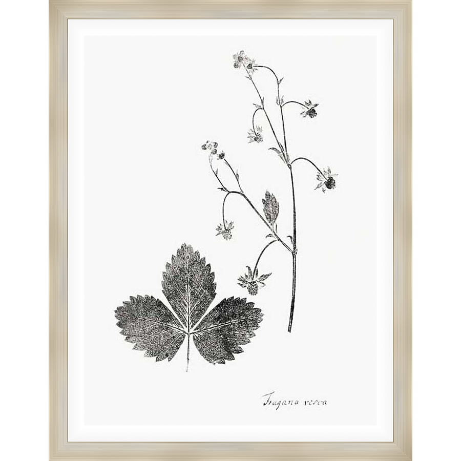 This botanical print showcases delicate botanical illustrations, featuring detailed renderings of a leaf and flowering stem with the scientific name below. This piece is perfect for adding a touch of natural elegance to any space.