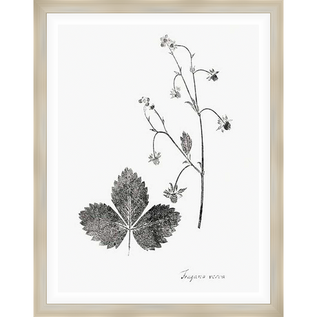 This botanical print showcases delicate botanical illustrations, featuring detailed renderings of a leaf and flowering stem with the scientific name below. This piece is perfect for adding a touch of natural elegance to any space.