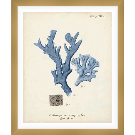 A vintage illustration showcases detailed depictions of coral species, featuring a main coral formation along with accompanying smaller structures. The scientific name "Millepora Compresa" is elegantly inscribed below.