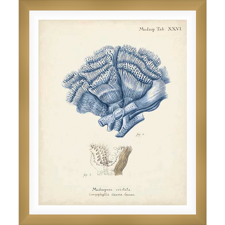 A vintage illustration of a Madrepore coral, meticulously rendered in a classic scientific style, captures the intricate details of the marine organism. This print is a perfect addition to any home decor, offering a touch of natural history and vintage charm.