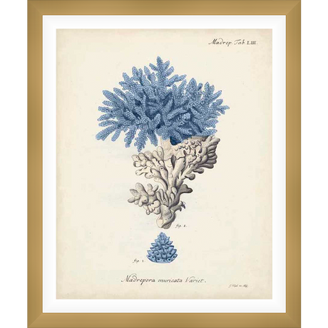 This art print showcases a vintage botanical illustration of coral, featuring detailed depictions of various coral species and a scientific illustration style. The artwork is a sophisticated addition to any home, perfect for those who appreciate the beauty of nature and the charm of classic art.