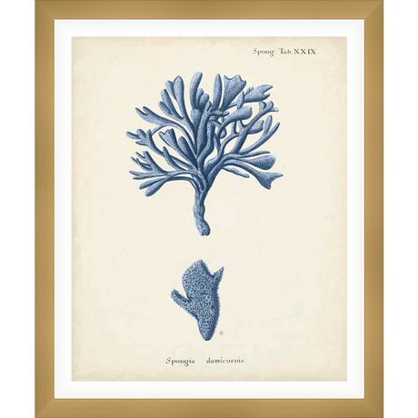 A vintage botanical print showcases intricate illustrations of sea sponges. This artwork, drawn in a classic style, highlights the delicate structures and forms of marine life.
