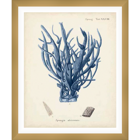 A botanical illustration showcases a detailed rendering of a sea sponge, meticulously drawn and labeled. This vintage print celebrates the beauty of nature with its intricate details and elegant design, suitable for adding a touch of coastal charm to any space.