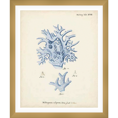 A vintage scientific illustration showcasing detailed drawings of coral formations. This art print features intricate details and delicate linework, perfect for adding a touch of natural beauty to any space.