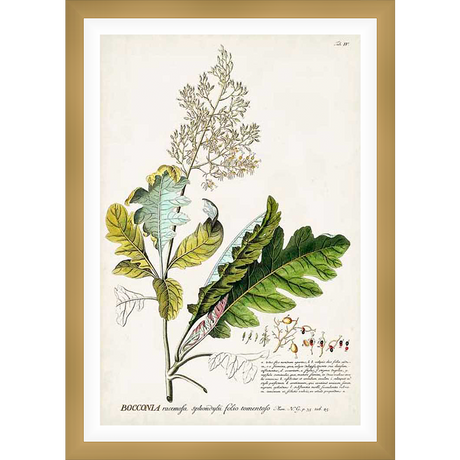A botanical illustration of Bocconia racemosa features detailed drawings of leaves, flowers, and seeds, with scientific annotations adding authenticity. This artwork is perfect for nature lovers or anyone seeking elegant, educational art.