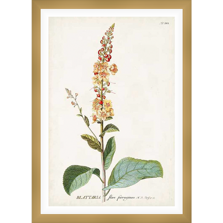 An exquisite botanical illustration of a Blatteria plant, featuring a tall stalk adorned with delicate yellow and red blossoms, and broad green leaves. This print captures the intricate beauty of nature, perfect for enhancing any space.