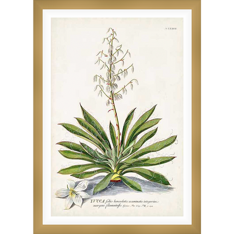 This botanical print features a detailed illustration of a yucca plant with long, slender leaves, a tall flower stalk, and a delicate, single bloom. The artwork showcases the plant's elegant form, highlighting its natural beauty with a scientific touch.
